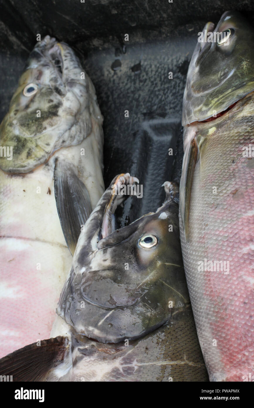 Yukon Territory, Alaska. Close up of  just fished Chum Salmon on a fisherman's plastic tray. Stock Photo