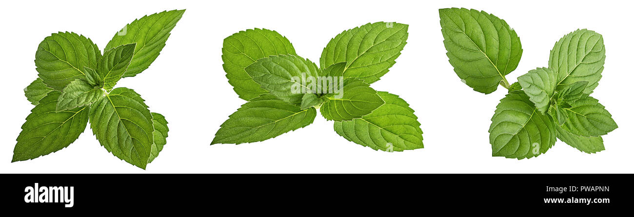 Mint leaf isolated on white background Stock Photo - Alamy