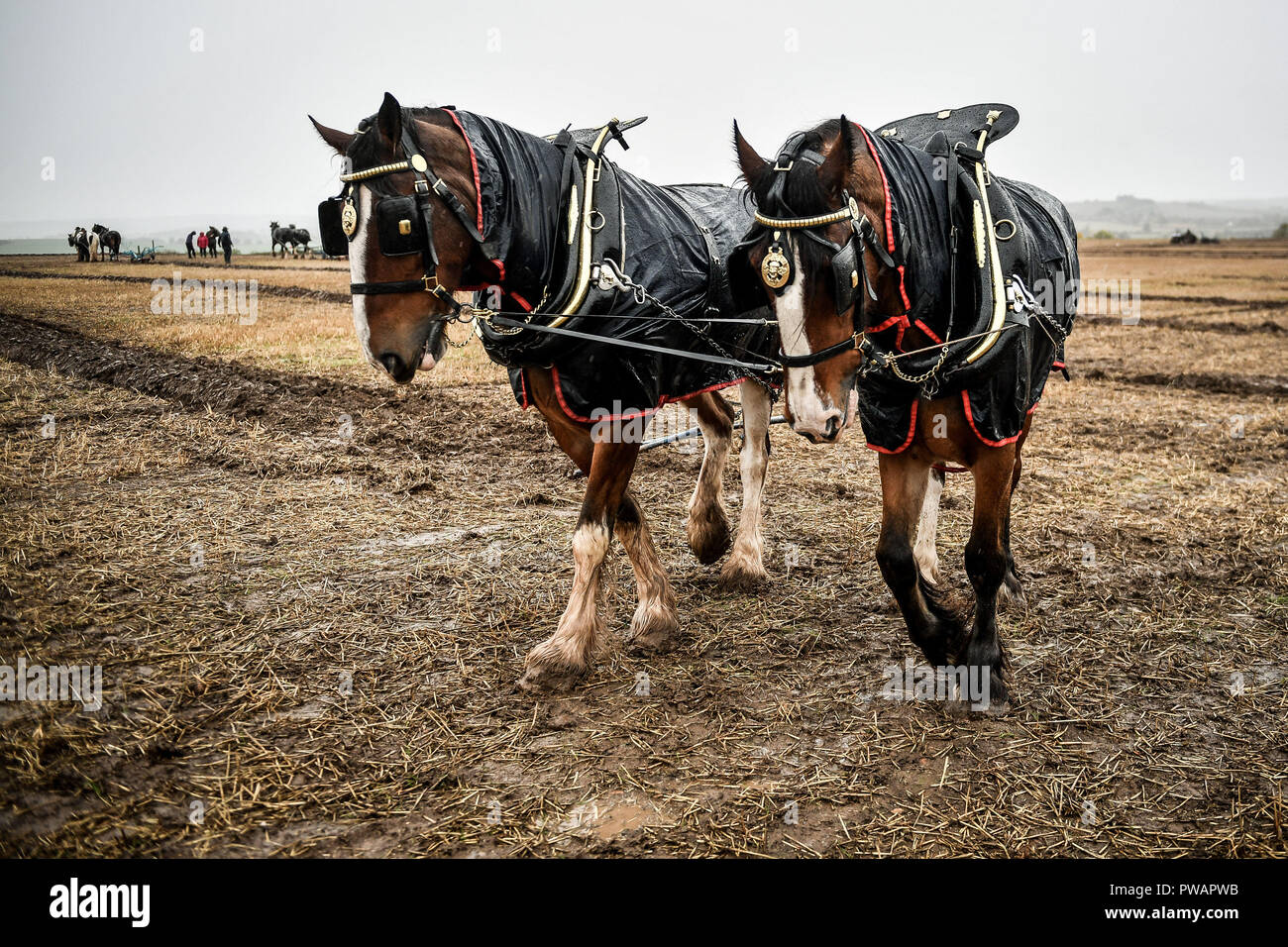 250-horses-hi-res-stock-photography-and-images-alamy