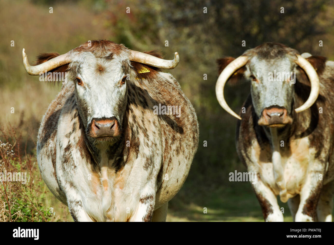 English Longhorn cattle - mother with calf - on the grounds of Knepp Estate in West Sussex Stock Photo