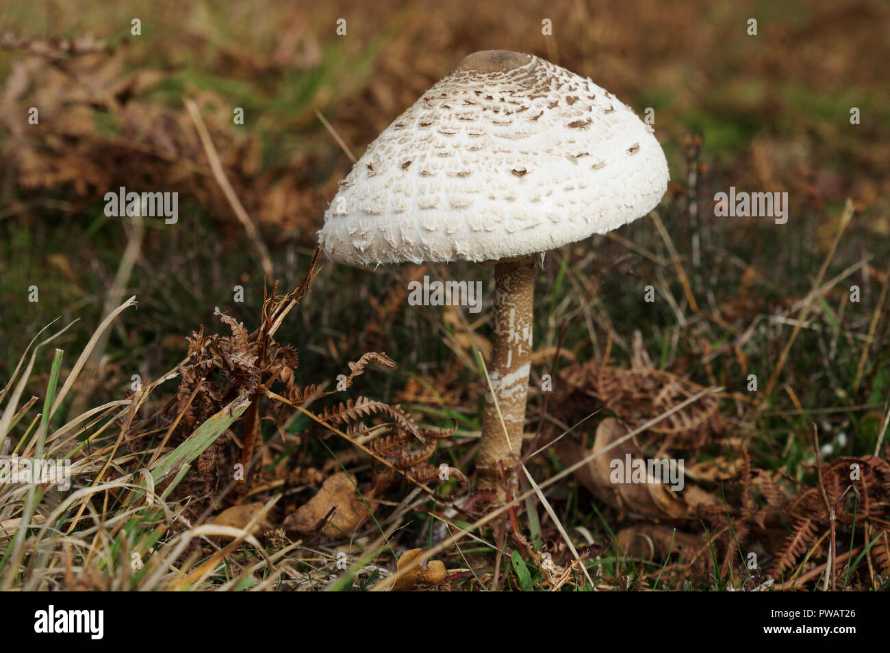 Parasol mushroom (Macrolepiota procera) Stock Photo