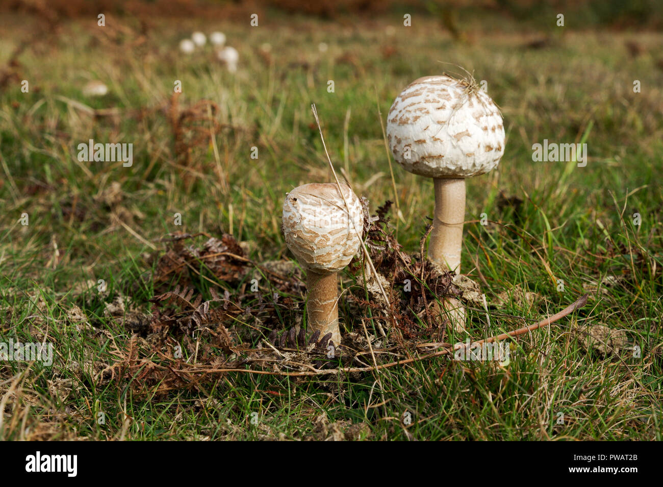 Parasol mushroom (Macrolepiota procera) Stock Photo