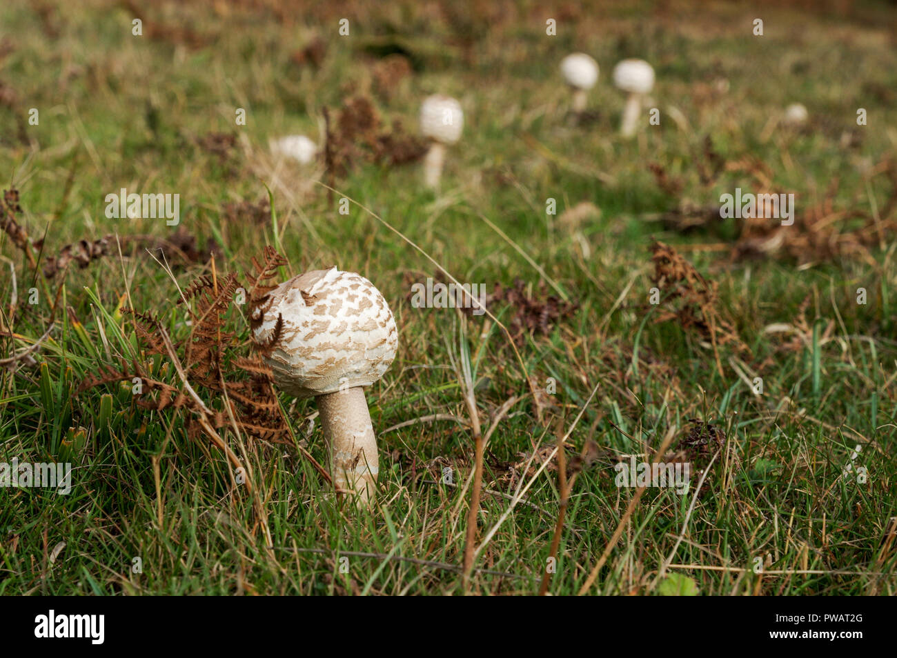 Parasol mushroom (Macrolepiota procera) Stock Photo