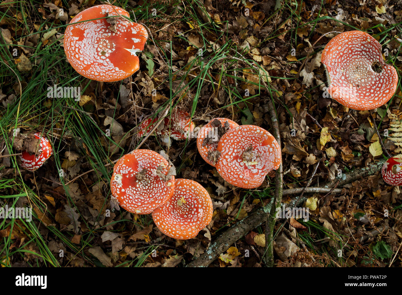 Fly agaric (Amanita muscaria) growing in Chailey Common Nature Reserve in West Sussex Stock Photo