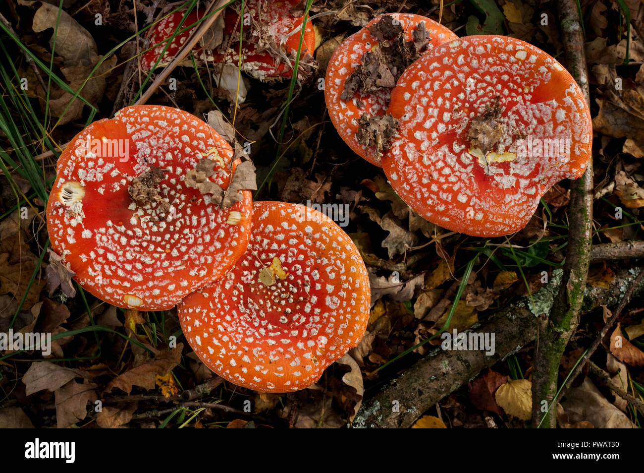 Fly agaric (Amanita muscaria) growing in Chailey Common Nature Reserve in West Sussex Stock Photo