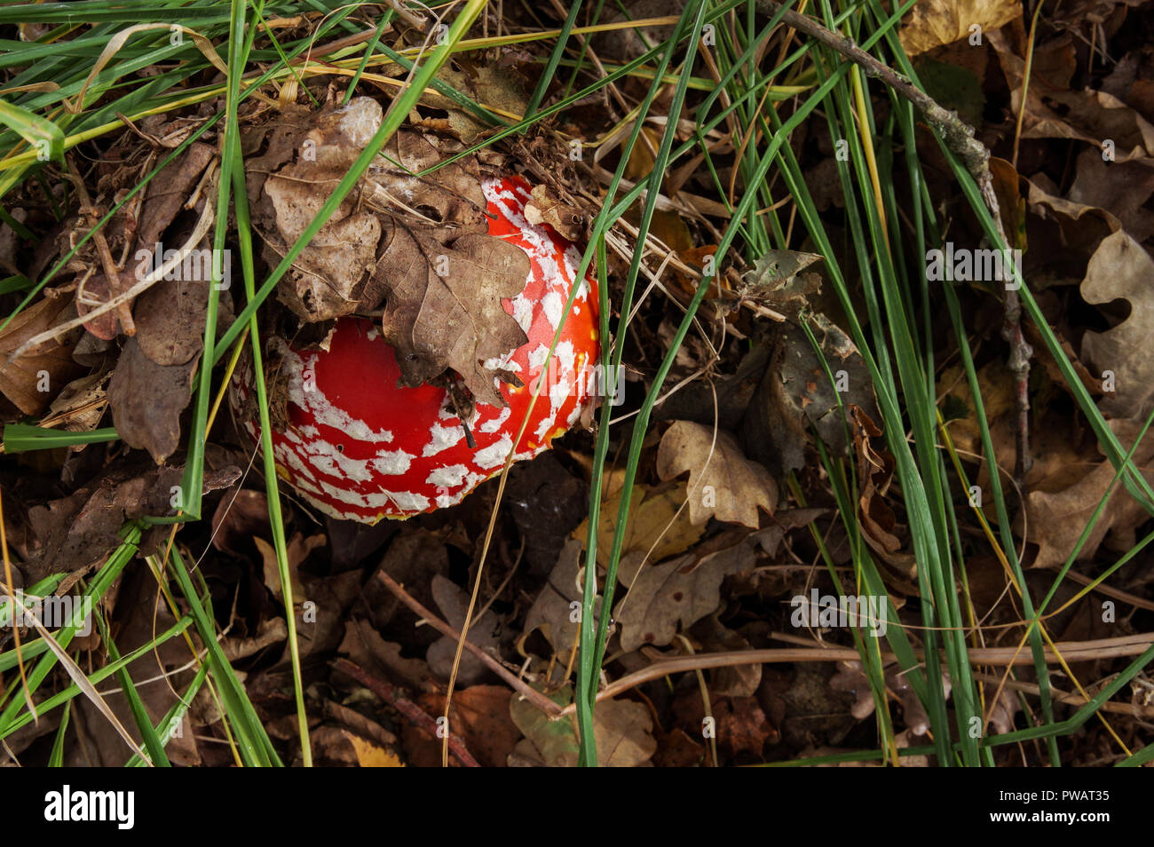 Fly agaric (Amanita muscaria) growing in Chailey Common Nature Reserve in West Sussex Stock Photo