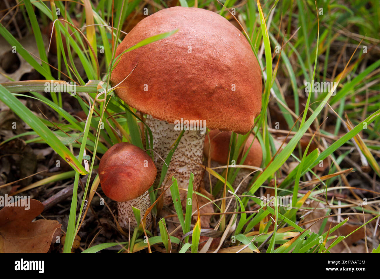 Handsome birch boletes growing in Chailey Common Nature Reserve in West Sussex Stock Photo