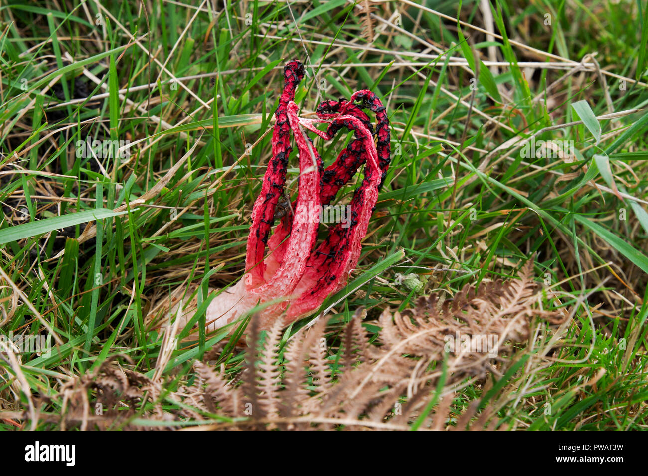 Octopus stinkhorn (Clathrus archeri) mushroom growing in Chailey Common Nature Reserve, Sussex Stock Photo