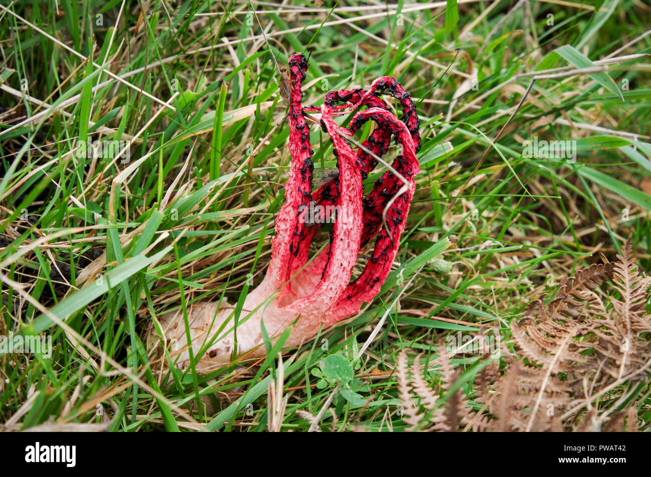 Octopus stinkhorn (Clathrus archeri) mushroom growing in Chailey Common Nature Reserve, Sussex Stock Photo