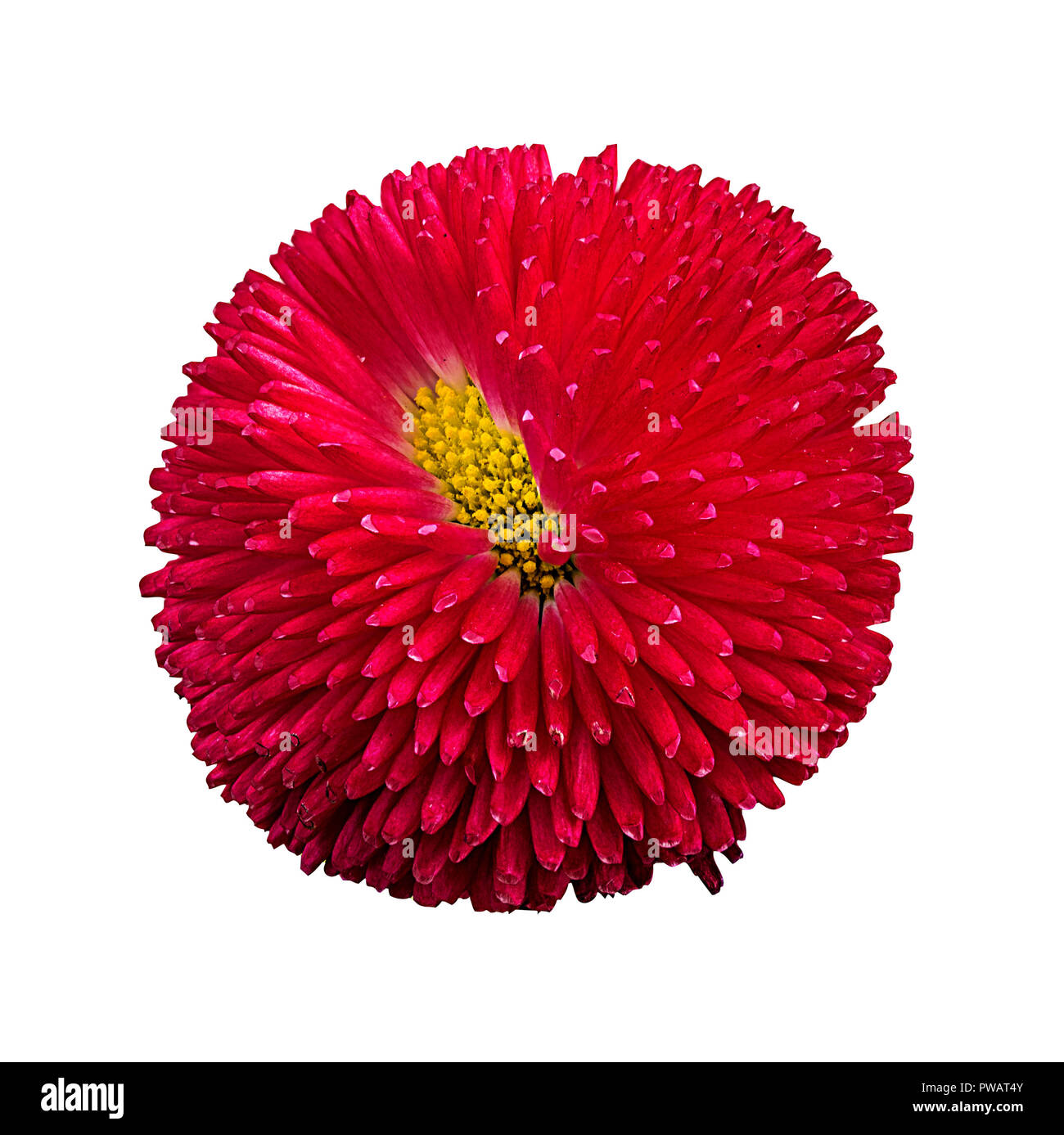 gerbera daisies isolated on white background Stock Photo