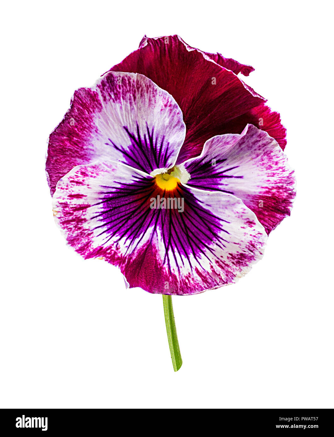 Pansy flowers isolated on white background Stock Photo Alamy