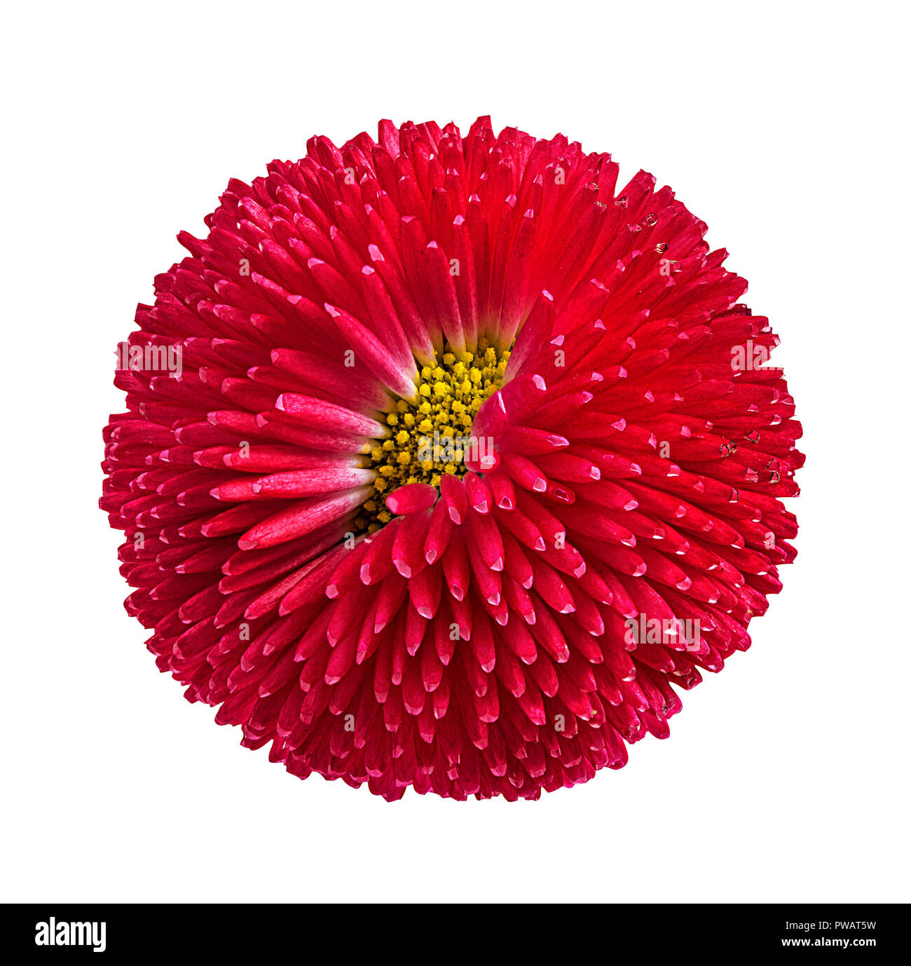 gerbera daisies isolated on white background Stock Photo