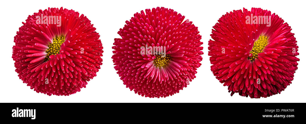 gerbera daisies isolated on white background Stock Photo