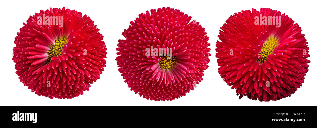 gerbera daisies isolated on white background Stock Photo - Alamy