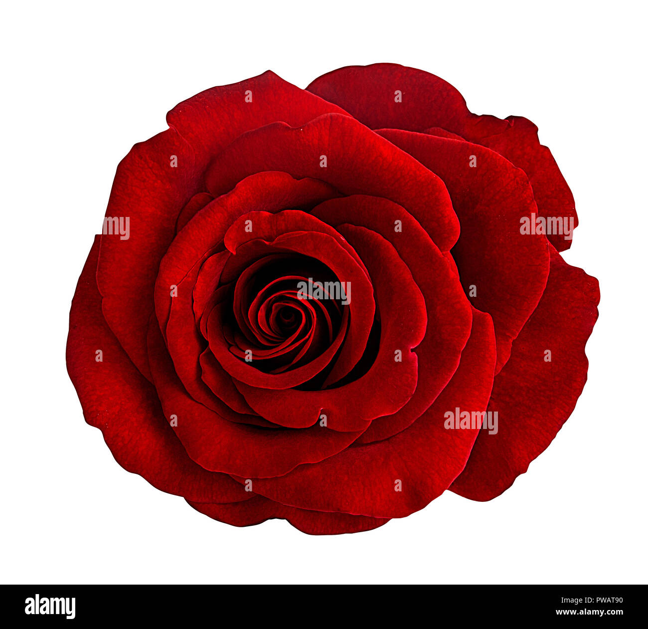 rose isolated on white background Stock Photo - Alamy
