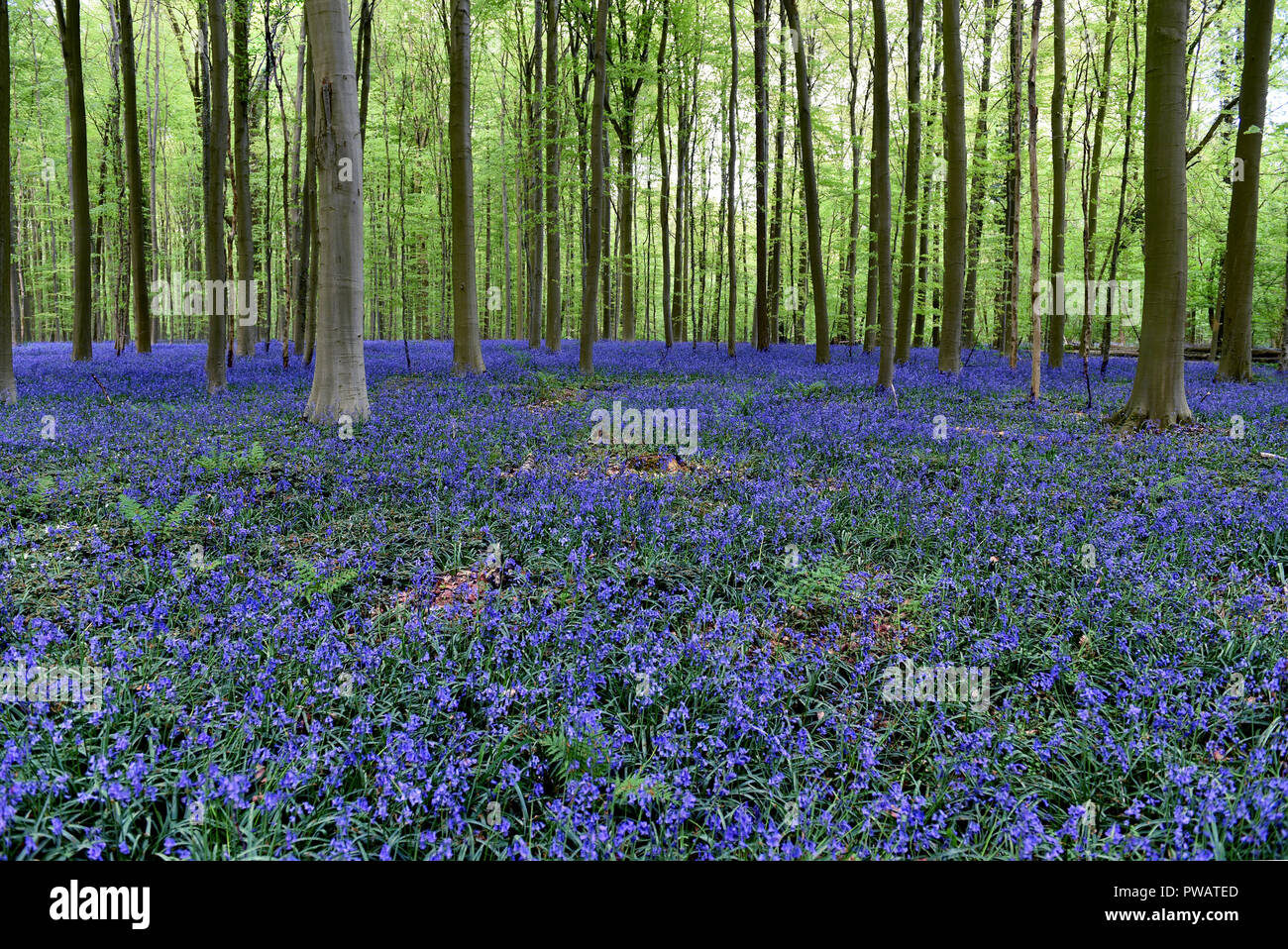 Hallerbos, the amazing bluebells wood Stock Photo