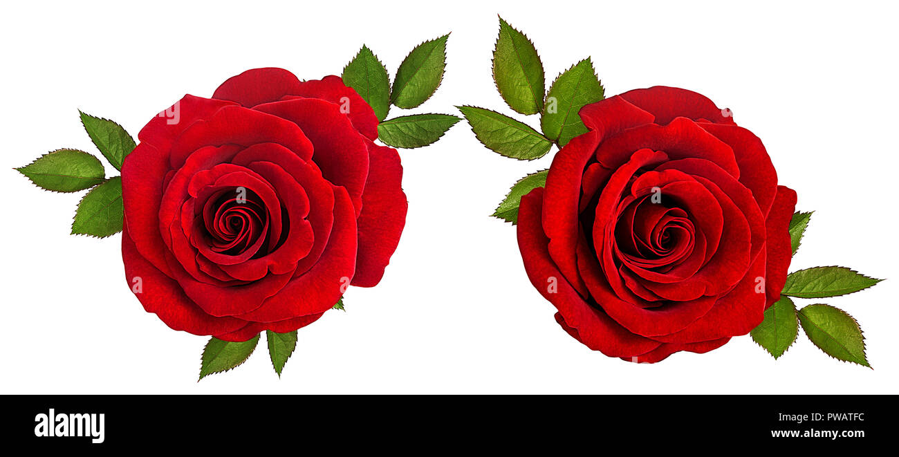 rose isolated on white background Stock Photo - Alamy
