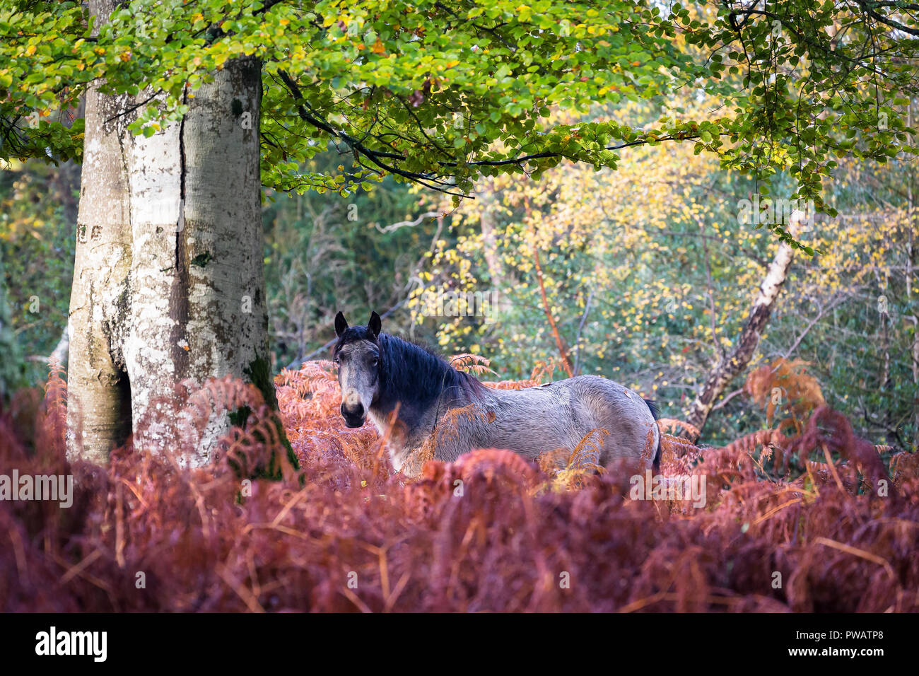 New forest grey hi-res stock photography and images - Alamy