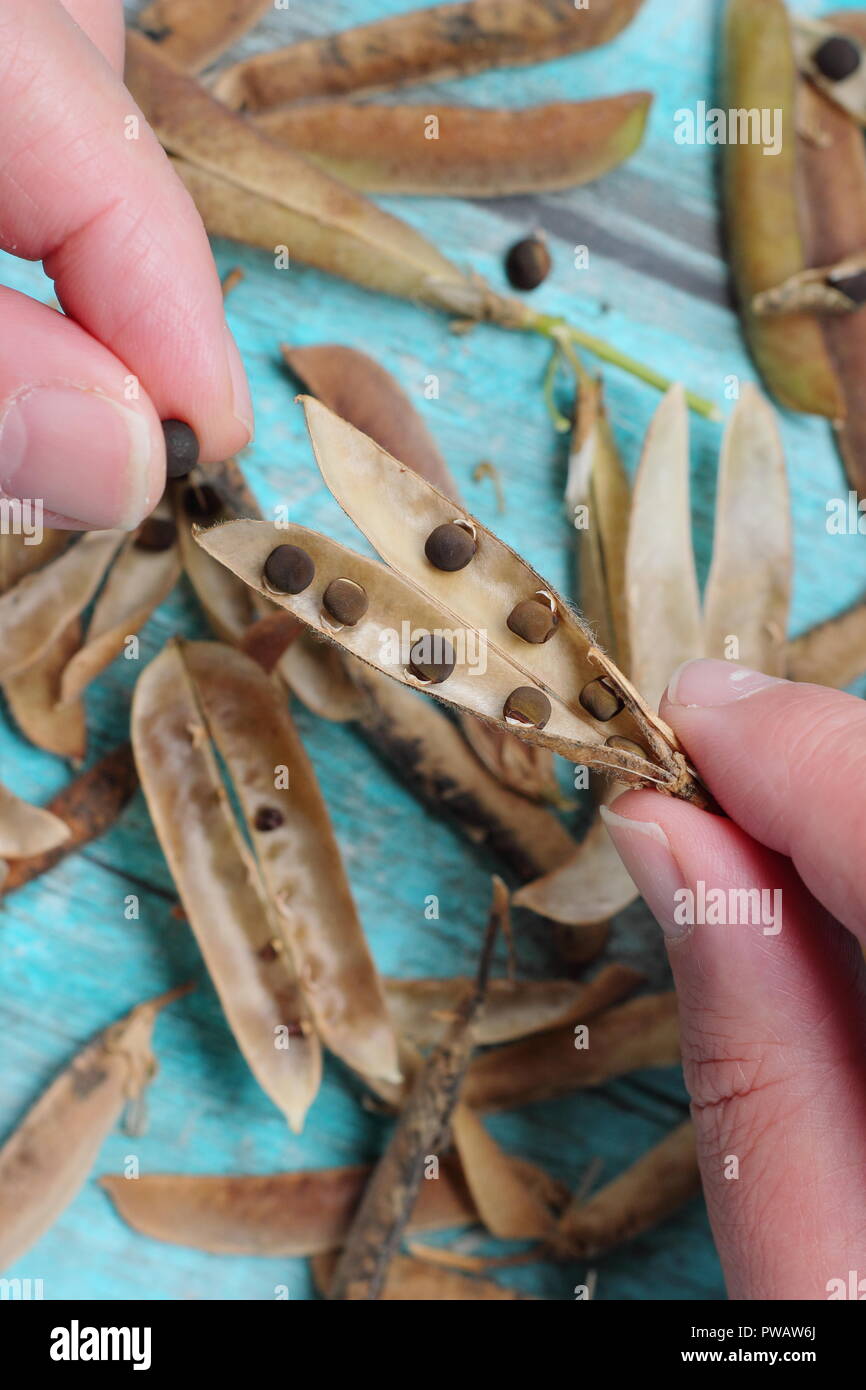 Seedheads sweet peas hires stock photography and images Alamy