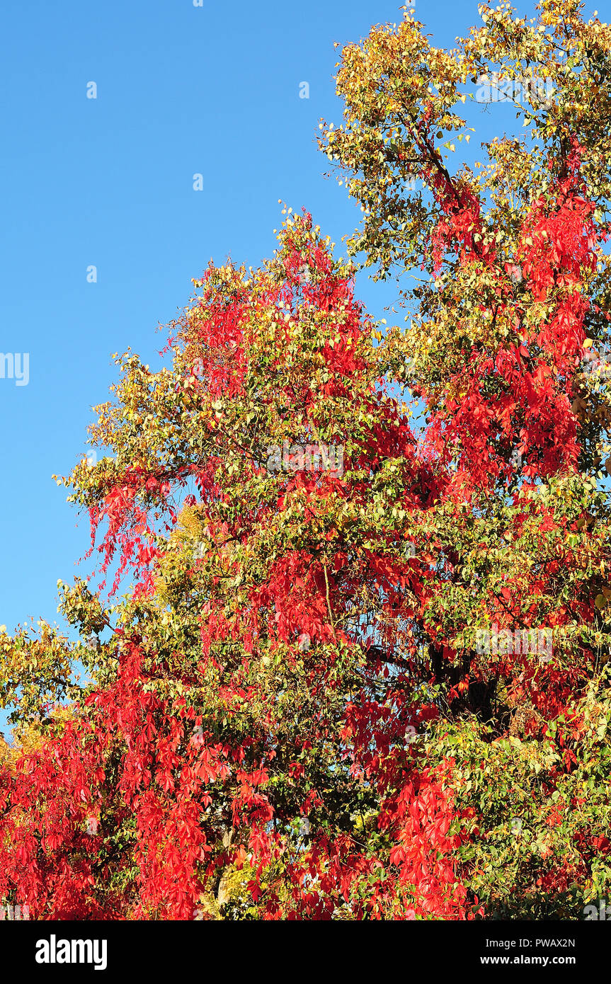 Red Lind Tree autumn scene with linden tree covered with red leaves of a climbing ...