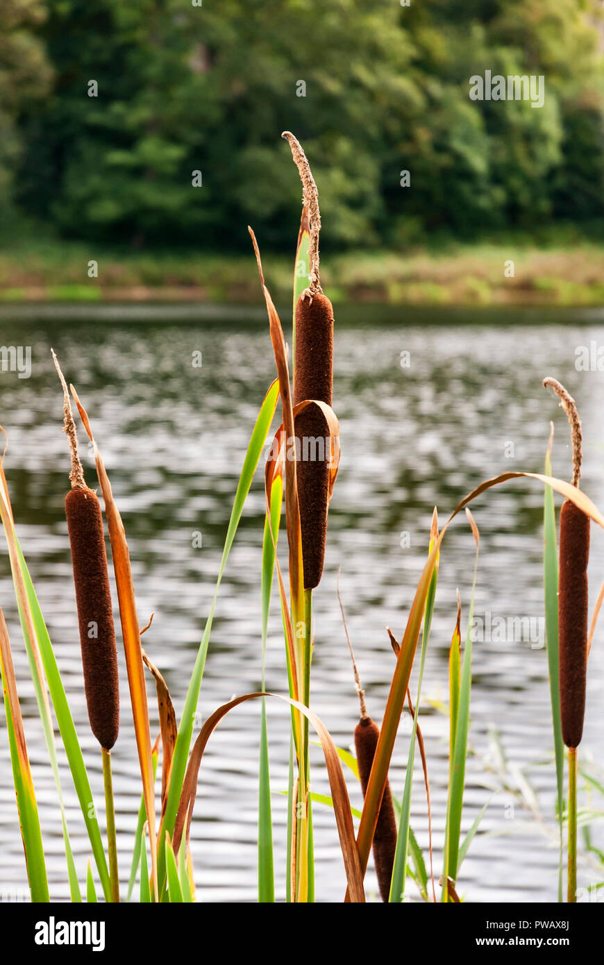 Bulrush or Reedmace, Typha latifolia, plants at the edge of a large pond, Yorkshire, England. 15 September 2007 Stock Photo