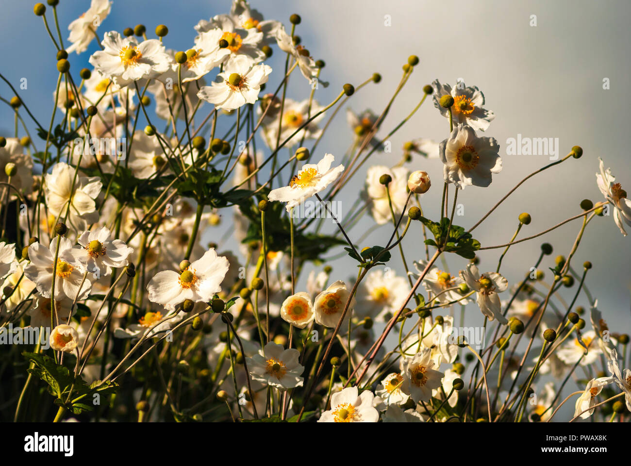 Japanese Anemone, Anemone hupehensis, also known as thimble weed or windflower with the sky as background. 29 September 2007 Stock Photo