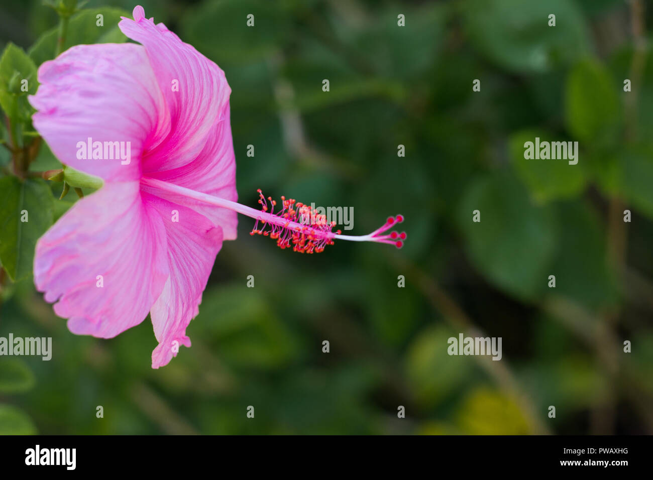 Bright pink hibiscus flower on a green natural  background. Stock Photo