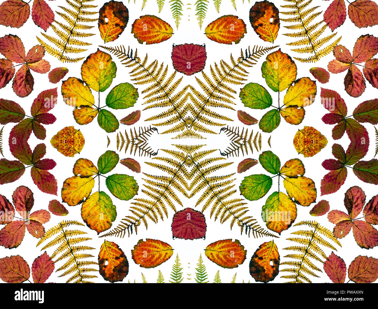 Kaleidoscope layout of  in autumn Stock Photo