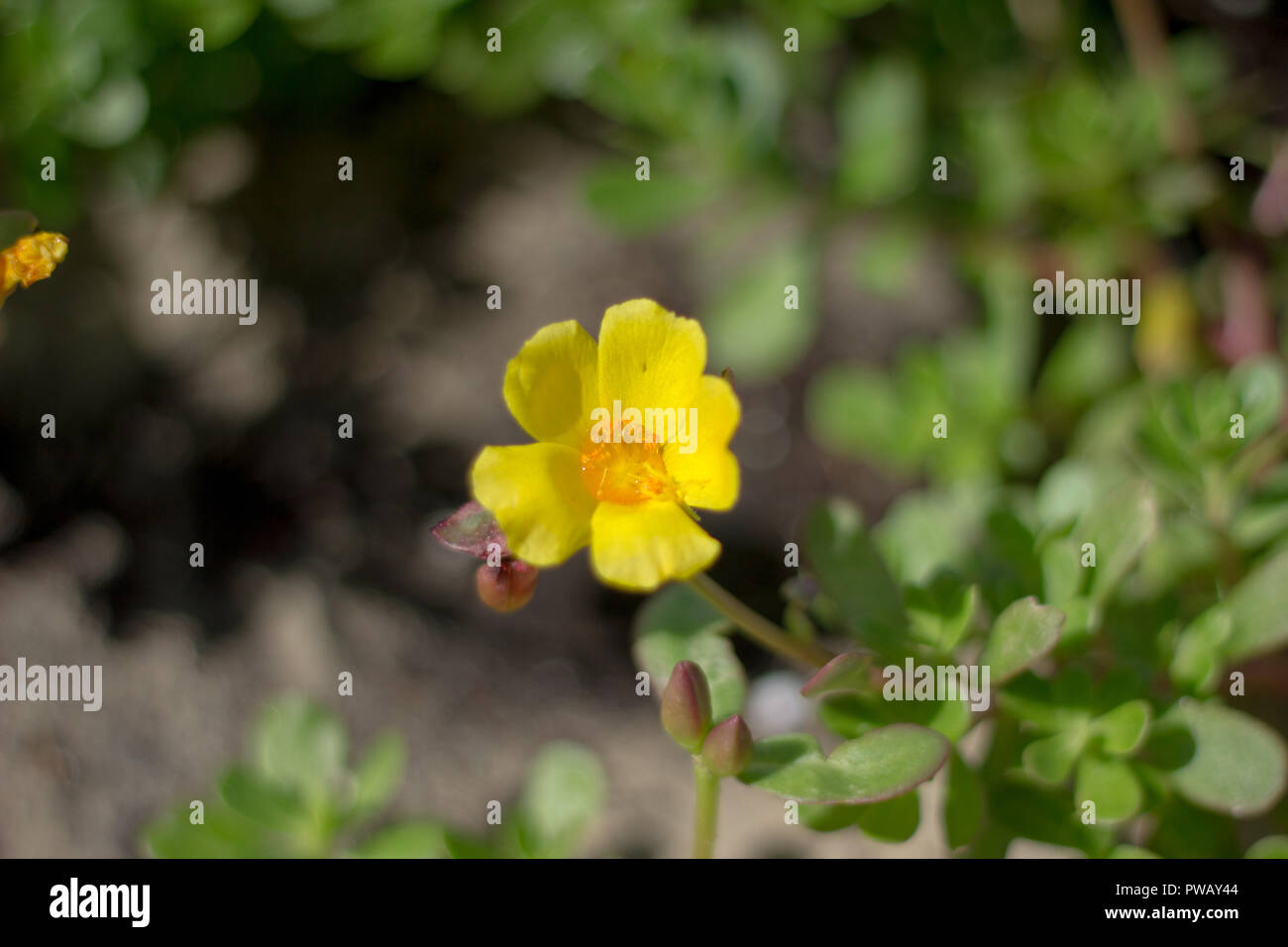 Closeup common purslane flower hires stock photography and images Alamy