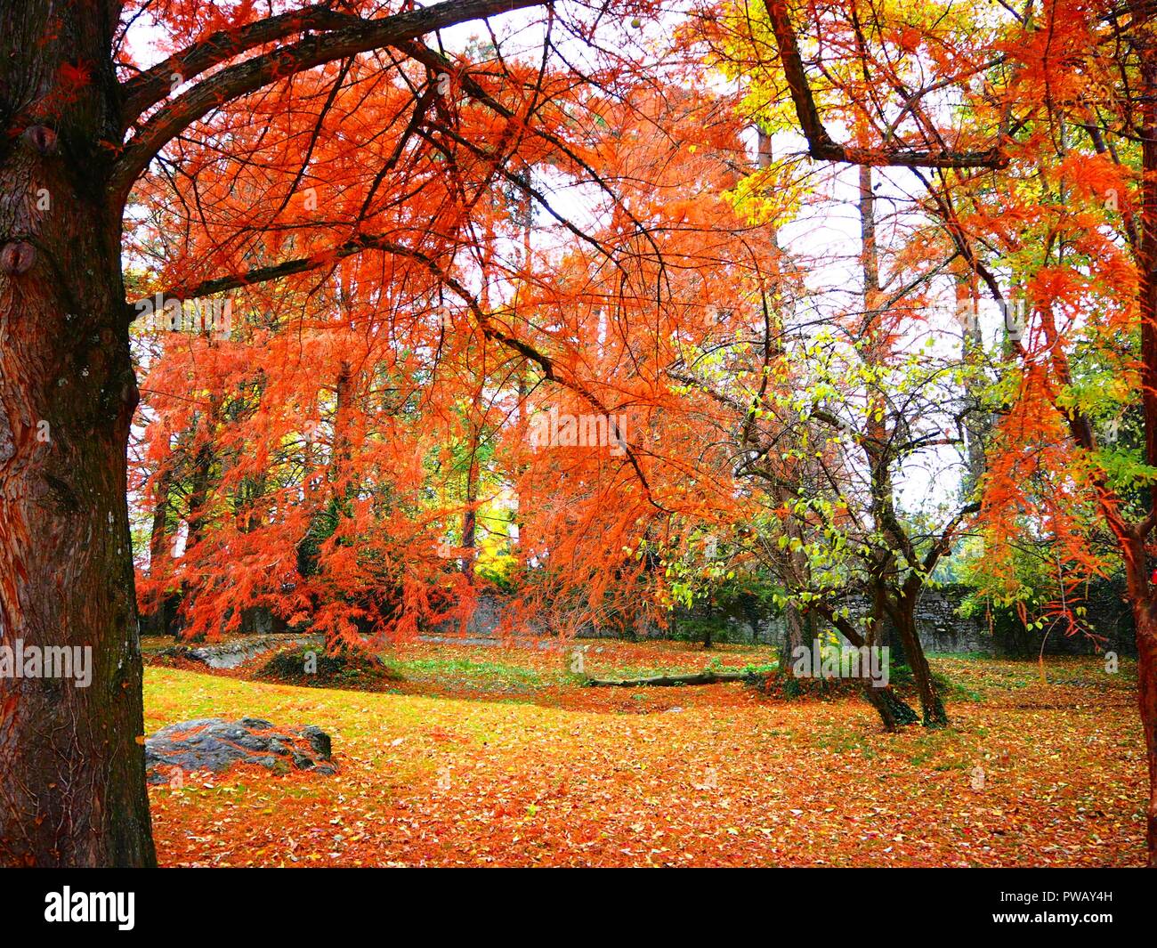 Autumn colours, bright red and yellow leaves Stock Photo