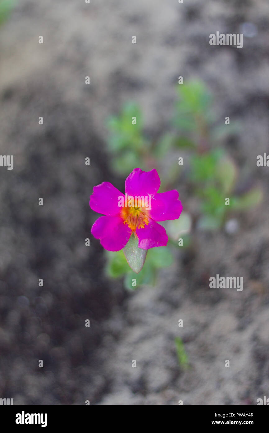 close-up-of-beautiful-common-purslane-or-portulaca-oleracea-flower-are
