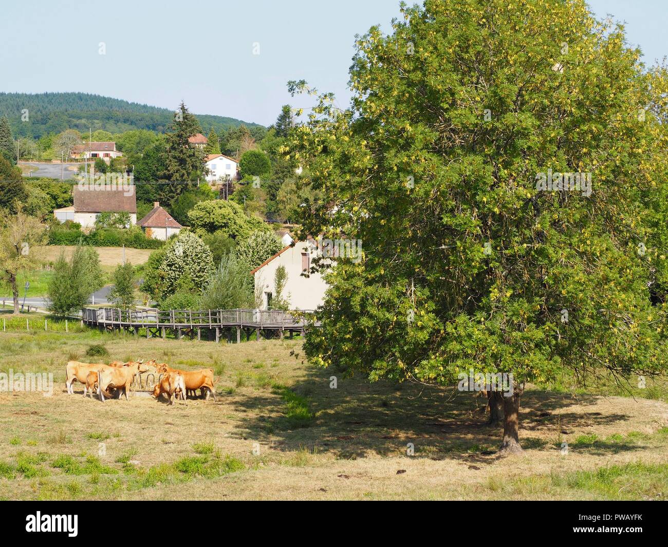 Pastoral scene of french village with cattle grazing in a field Stock ...