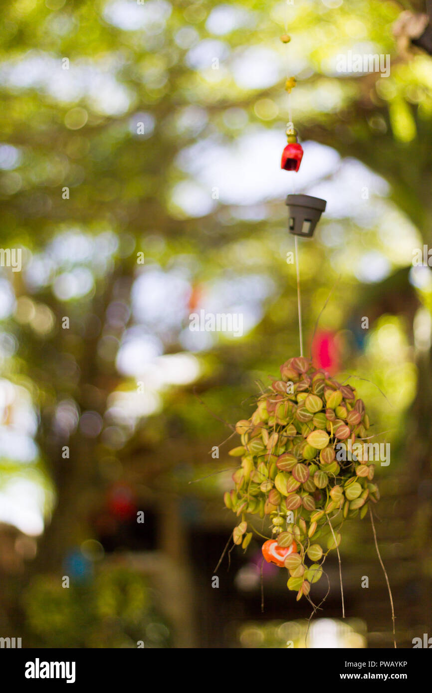 The Bush Tree Haging Decorations Pot Outside Under Tree Shade The