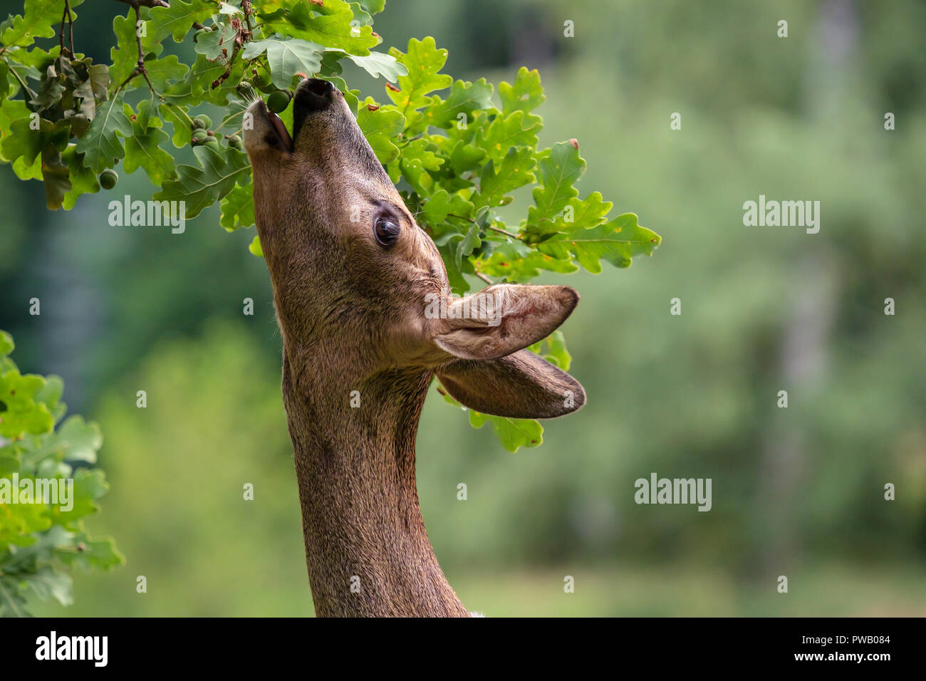 Roe deer eating acorns from the tree, Capreolus capreolus. Wild roe