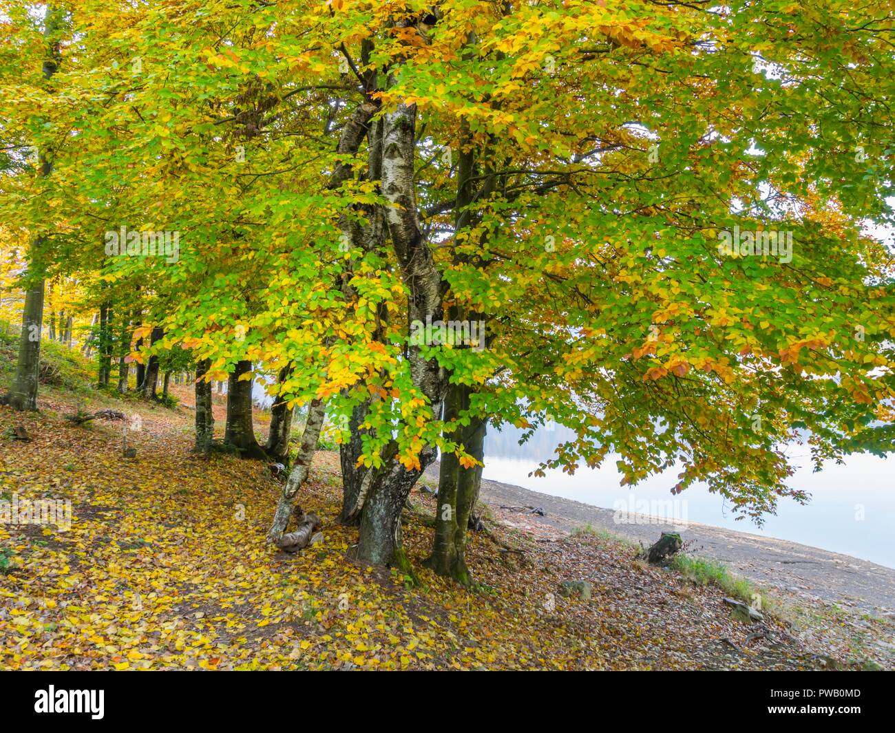 Autumn scenery in nature near lake Stock Photo