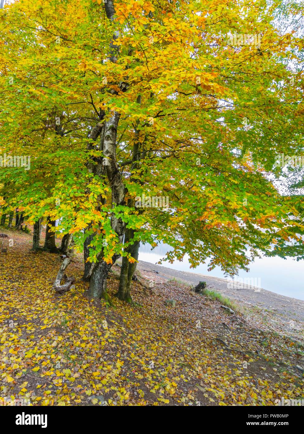 Autumn scenery in nature near lake Stock Photo