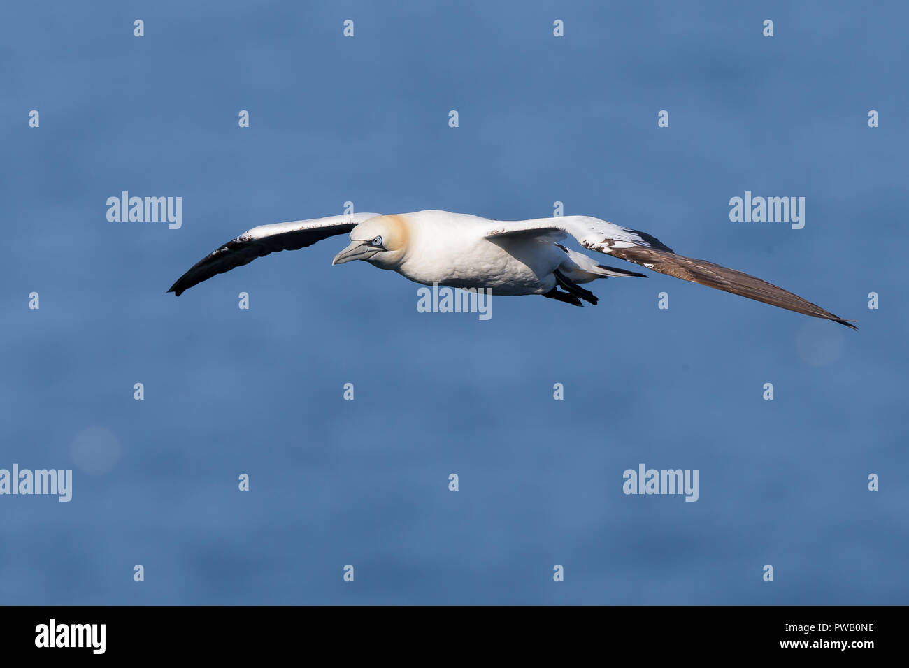 UK gannet seabird (Morus bassanus) isolated in midair flight, soaring high over water, Bempton Cliffs. Flying northern gannet; wings spread. Stock Photo