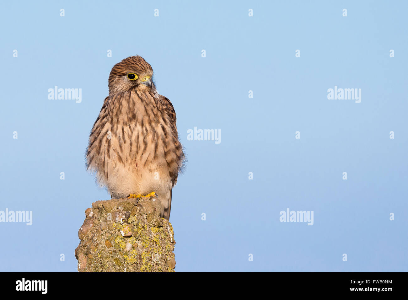 Front view close up of female UK kestrel (Falco tinnunculus) isolated in sunshine, perching on post, high in the air with blue sky. Copy space. Stock Photo