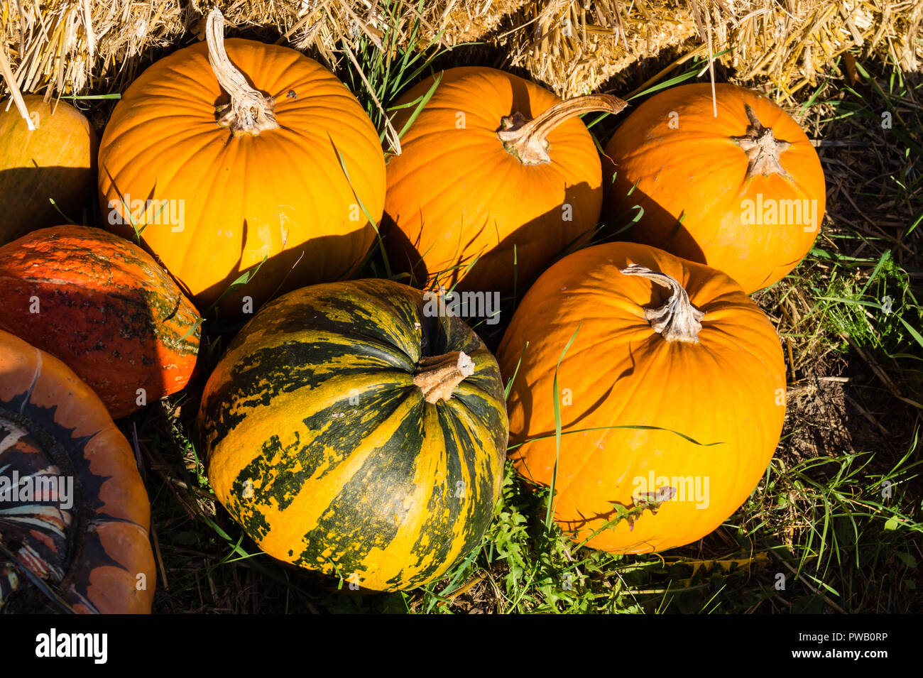 Pumpkins on a farmers market Stock Photo - Alamy