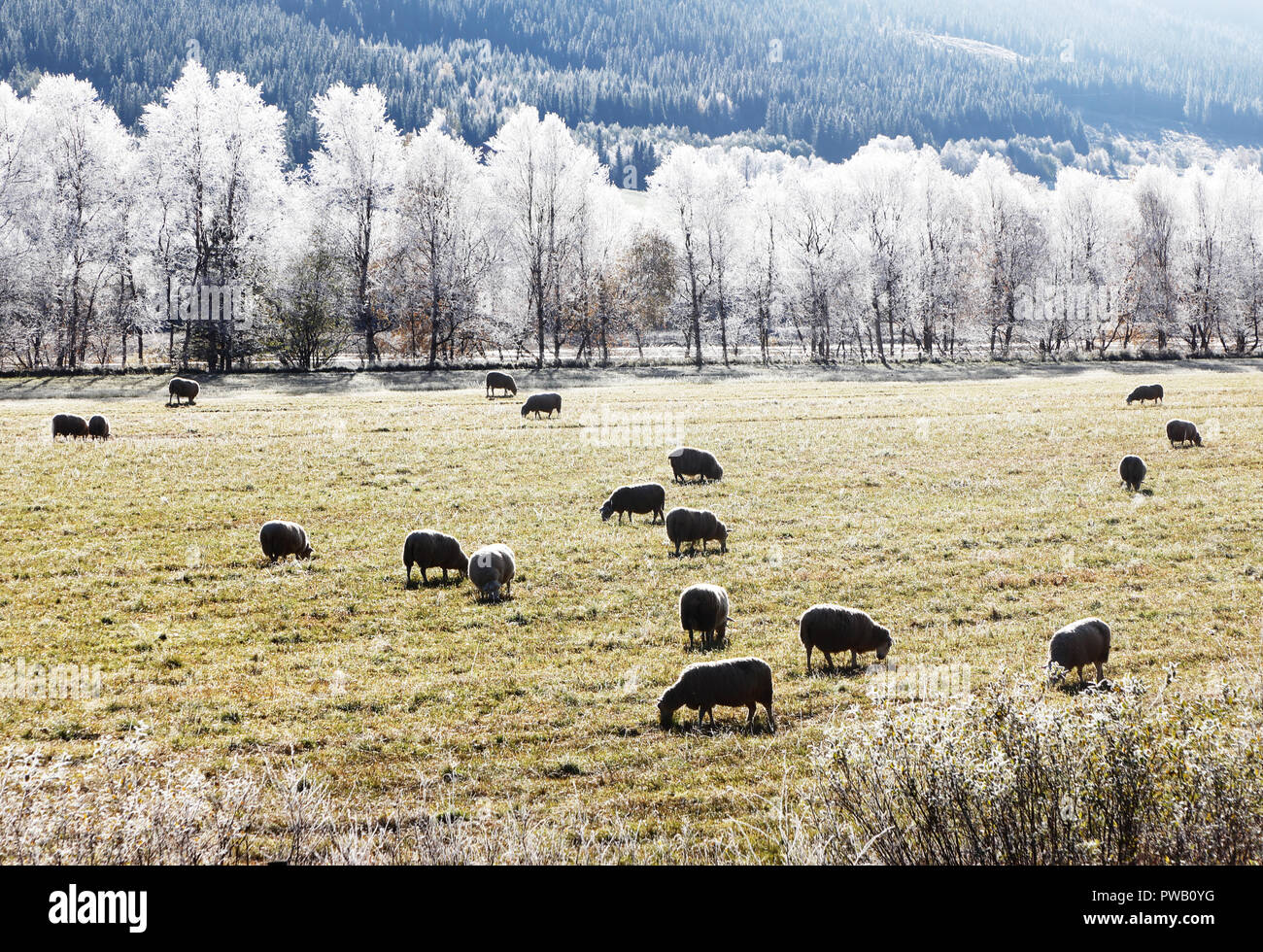 Frosty field with sheep backlited. Stock Photo