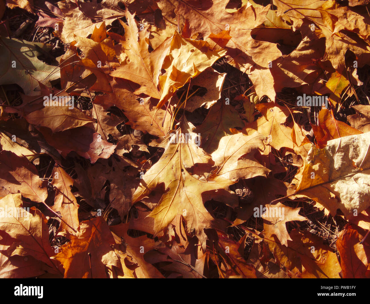 Fall colors on American Oak leaves lying on the ground Stock Photo - Alamy