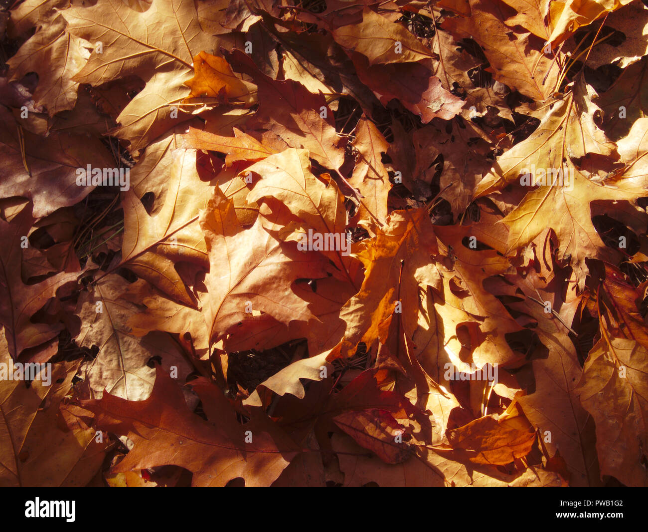 Fall colors on American Oak leaves lying on the ground Stock Photo - Alamy