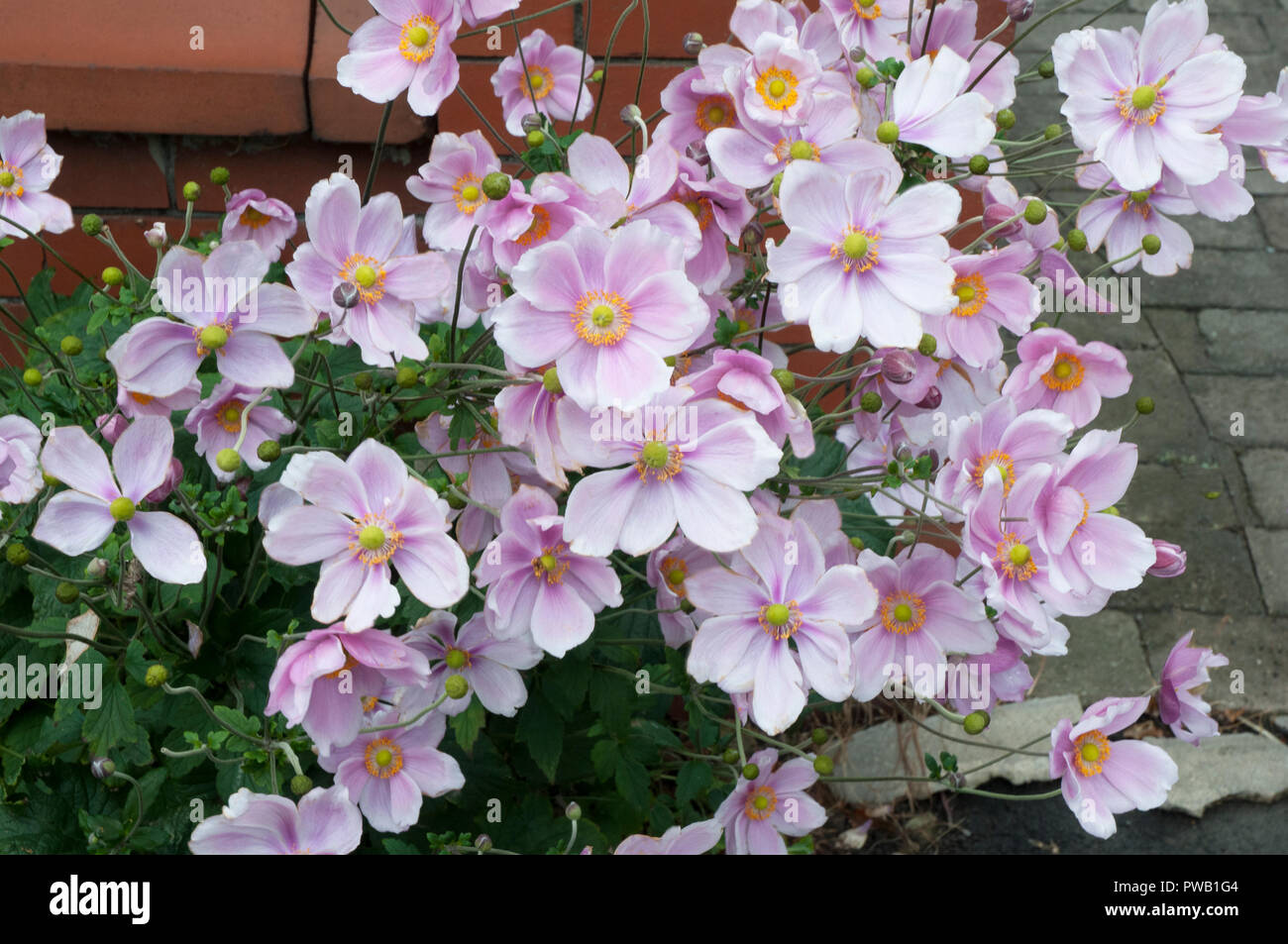 Anemone x hybrida Max Vogel with lots of pink flowers growing against garden wall. Stock Photo