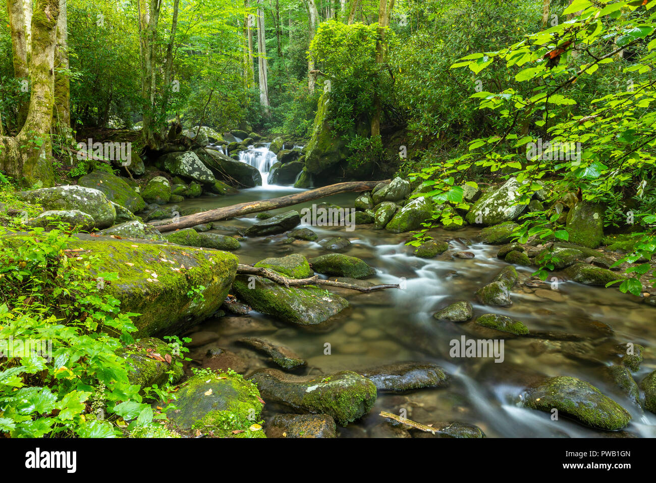 Roaring river state park hires stock photography and images Alamy