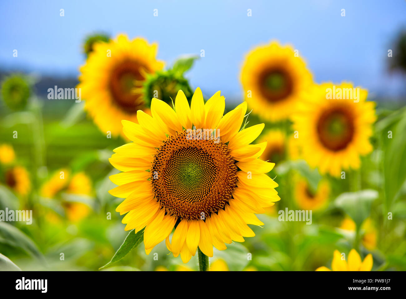 Sunflower Field Under Sunny Sky Stock Photo - Alamy