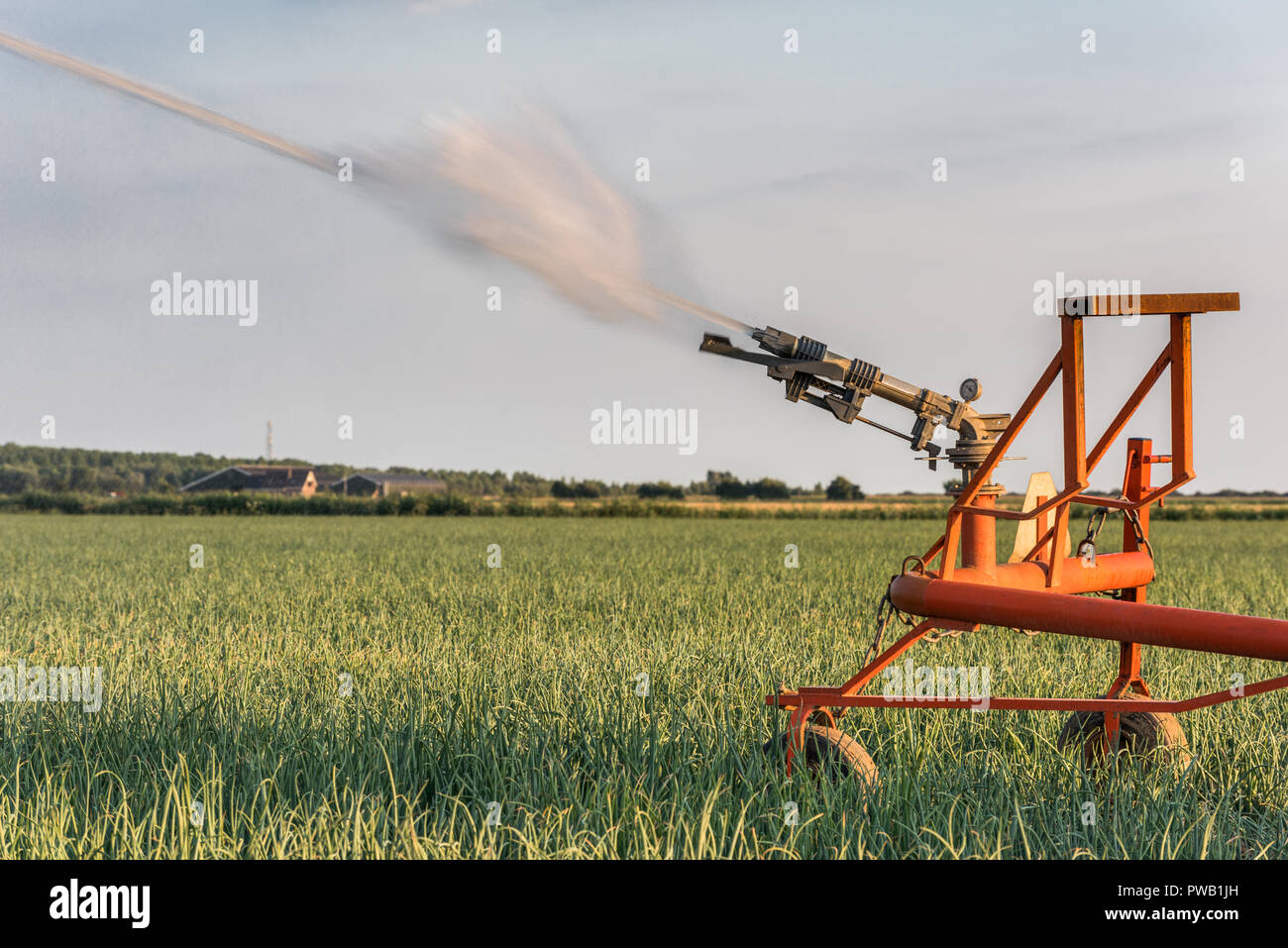 A sprinkler is watering a field with onions in the Netherlands during a period of extreme drought in the summer of 2018. Stock Photo