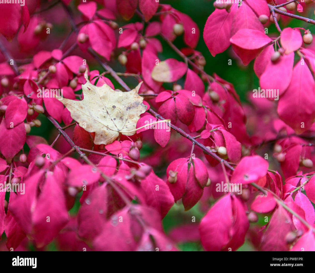 Bright Red Burning Bush (Euonymus Alatus) With Dead Brown Maple Leaf Resting In The Middle Stock Photo
