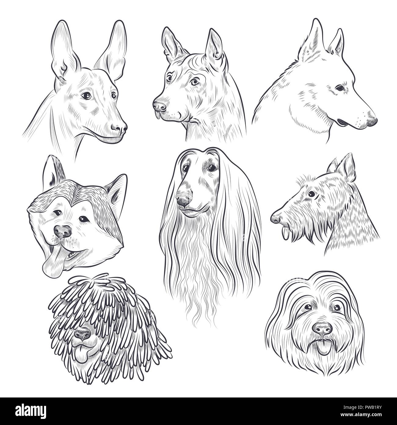 Purebred dog head sketch. Rare canine breeds. Hand drawn dog vector collection isolated on white background. Stock Vector