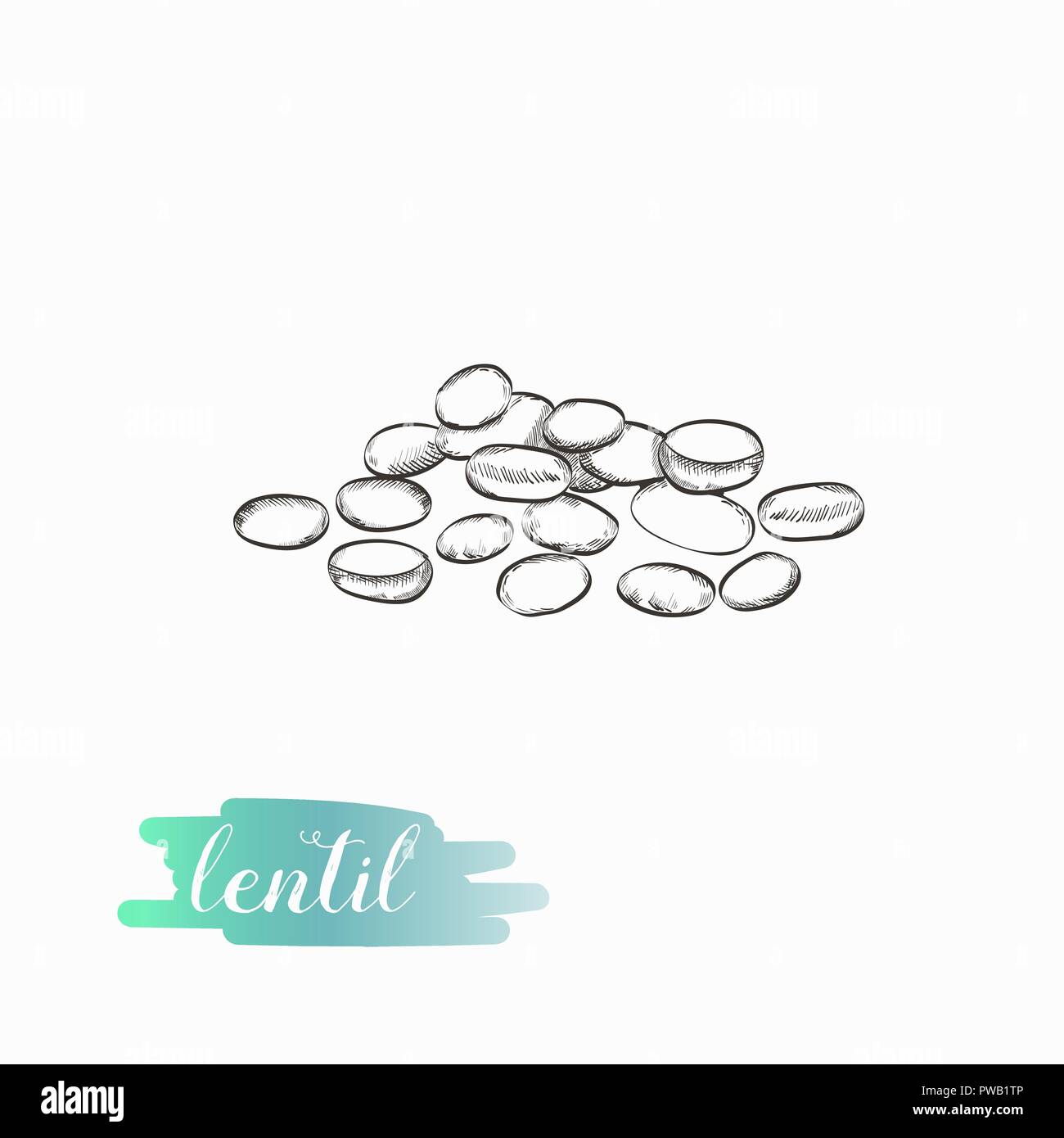 Lentil hand drawn illustration isolated on white background. Lentil grains vector illustration. Stock Vector