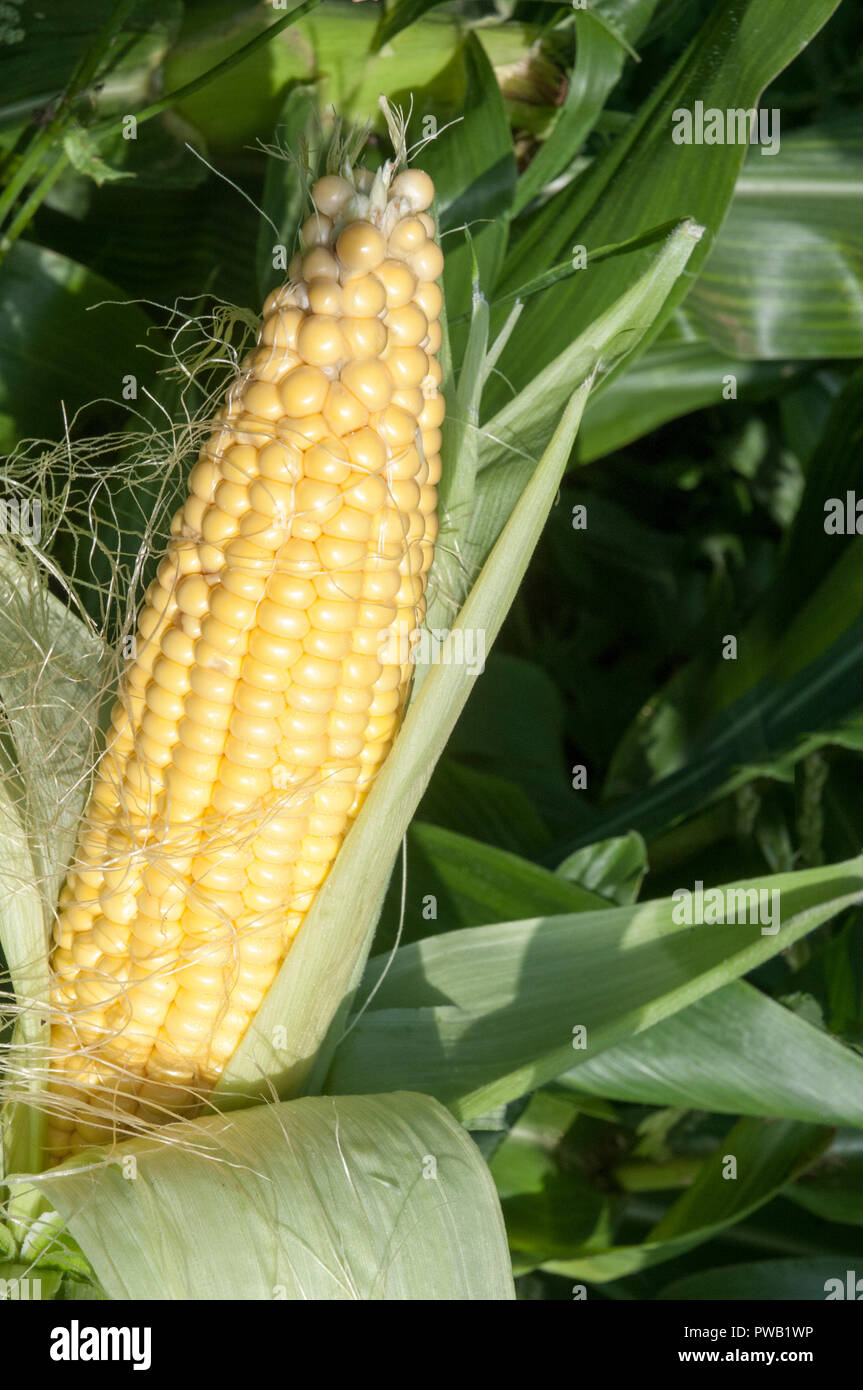Corn cob stripped to show ripened Stock Photo